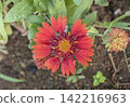 Gaillardia - A flower that blooms even in the heat 142216963