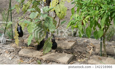 Eggplant Eggplant 142216966