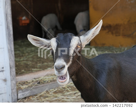 A goat staring at here A goat staring at here 142217092