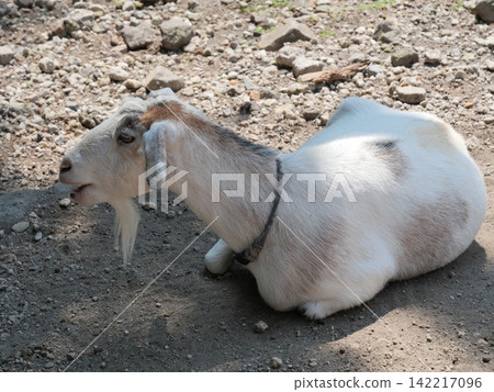 A resting goat A resting goat 142217096