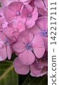 Pink hydrangeas, wet with August rain 142217111