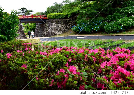 神奈川縣:小田原城主圍牆東護城河上的鳶尾花園、盛開的繡球花和盛開的杜鵑花。 神奈川縣:小田原城主圍牆東護城河上的鳶尾花園、盛開的繡球花和盛開的杜鵑花。 142217123