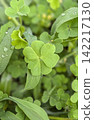 I found a four-leaf clover of wood sorrel. 142217130