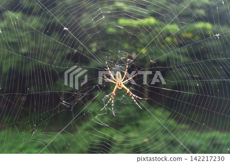 Spider web Spider web 142217230