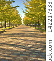 Ginkgo tree-lined street in the afternoon 142217333