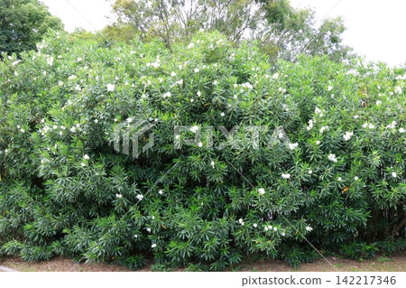 White oleander flower White oleander flower 142217346