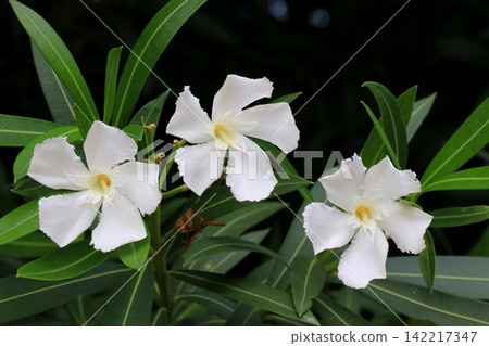 White oleander flower White oleander flower 142217347