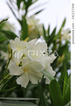 White oleander flower White oleander flower 142217348