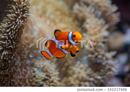 色彩繽紛的小丑魚 色彩繽紛的小丑魚 142217406