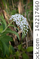 The flowers of Lysimachia japonica were in bloom. 142217460