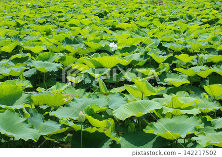 Lotus leaf spreading all over Lotus leaf spreading all over 142217502