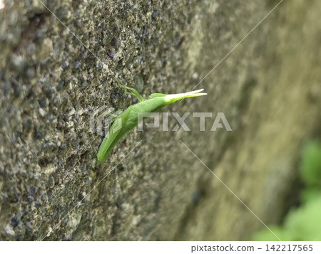 Locust Locust 142217565