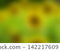 Abstract blurred yellow sunflower field background 142217609