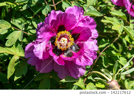 Peony bud flower bloom in garden. Floral background. Beautiful pink Tree Peonies. Paeonia petals Peony bud flower bloom in garden. Floral background. Beautiful pink Tree Peonies. Paeonia petals 142217612