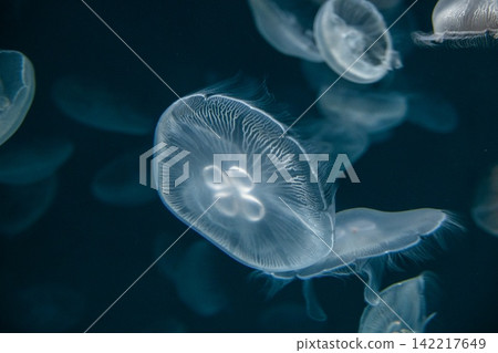 Moon jellyfish floating around Moon jellyfish floating around 142217649