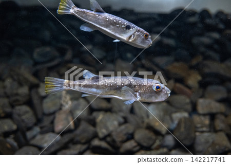 常見的河豚-草河豚(Takifugu rubripes) 常見的河豚-草河豚(Takifugu rubripes) 142217741