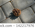 A pine cone on gray stone pavement in the sunlight. 142217976
