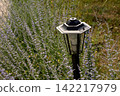 A modern outdoor garden lantern surrounded by summer wildflowers and lavender. 142217979