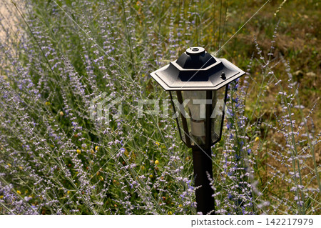 A modern outdoor garden lantern surrounded by summer wildflowers and lavender. A modern outdoor garden lantern surrounded by summer wildflowers and lavender. 142217979