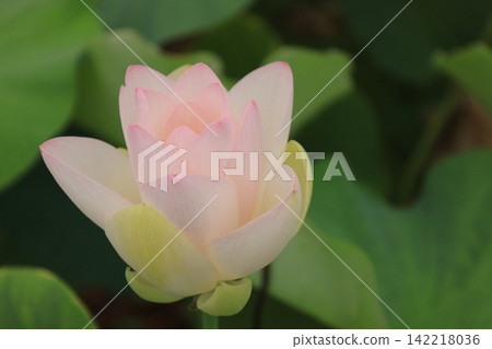 Lotus flower buds and petals Lotus flower buds and petals 142218036
