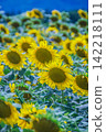 Midsummer Sunflower 142218111
