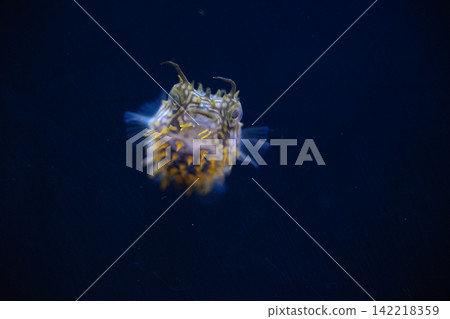 pufferfish baby pufferfish baby 142218359