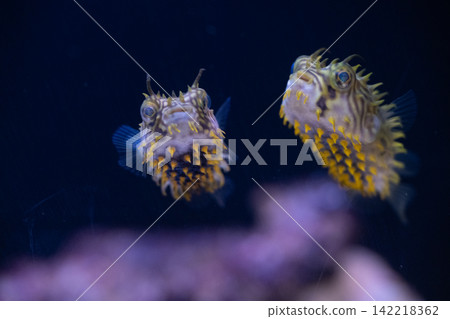pufferfish baby pufferfish baby 142218362
