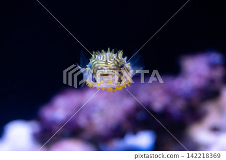 pufferfish baby 142218369