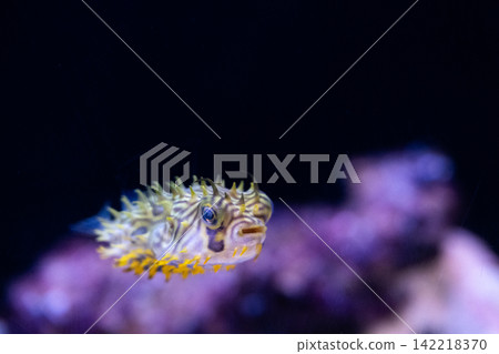 pufferfish baby pufferfish baby 142218370