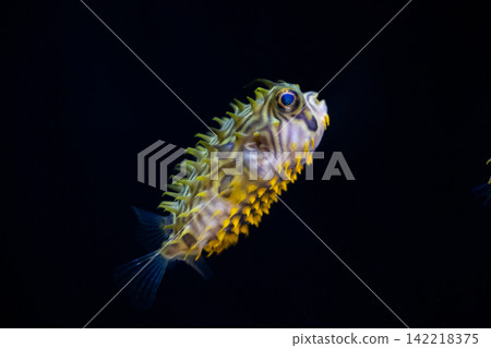 pufferfish baby pufferfish baby 142218375