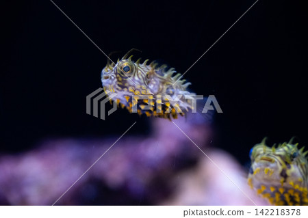 pufferfish baby pufferfish baby 142218378