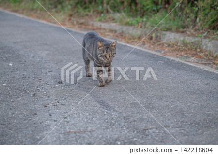 Island cats are carefree Island cats are carefree 142218604