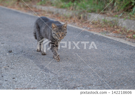 Island cats are carefree Island cats are carefree 142218606