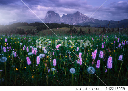 Alpe di Siusi blooming wildflower meadow at dusk in Dolomites Alpe di Siusi blooming wildflower meadow at dusk in Dolomites 142218659