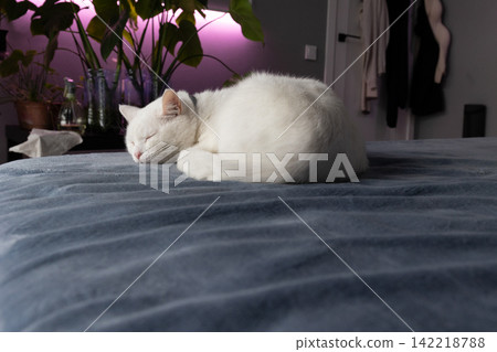White cat sleeping on blue blanket in purple-lit cozy indoor bedroom White cat sleeping on blue blanket in purple-lit cozy indoor bedroom 142218788