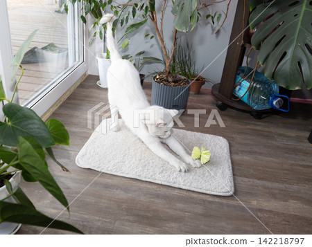 White cat stretching toward yellow toy in cozy indoor plant-filled room 142218797