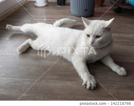 White cat resting on wooden floor beside ceramic bowl and grey container in calm indoor scene White cat resting on wooden floor beside ceramic bowl and grey container in calm indoor scene 142218798