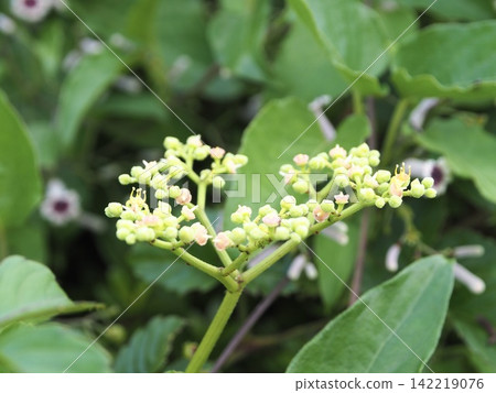 Inflorescence of Cayratia japonica Inflorescence of Cayratia japonica 142219076