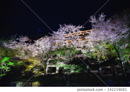 Nighttime cherry blossoms illuminated at night, covering the stage of Kiyomizu Temple. Nighttime cherry blossoms illuminated at night, covering the stage of Kiyomizu Temple. 142219081