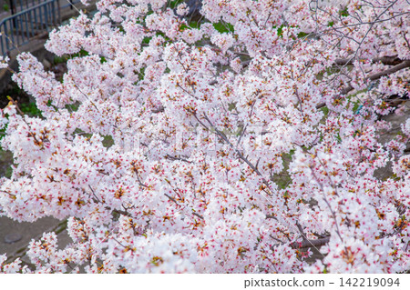 盛開的櫻花特寫:京都的春天 盛開的櫻花特寫:京都的春天 142219094