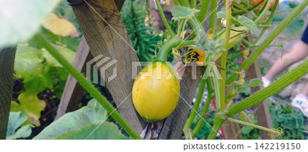 Small yellow and green young pumpkin grows on a green vine attached to a wooden trellis in a garden. Bright foliage, tendrils, and yellow blossoms surround the ripening squash outdoors. Small yellow and green young pumpkin grows on a green vine attached to a wooden trellis in a garden. Bright foliage, tendrils, and yellow blossoms surround the ripening squash outdoors. 142219150