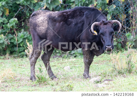 Mishima Beef - A native Japanese breed of cattle 142219168