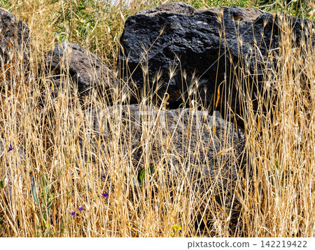 yellow grass burnt out by sun and old tuff boulder yellow grass burnt out by sun and old tuff boulder 142219422