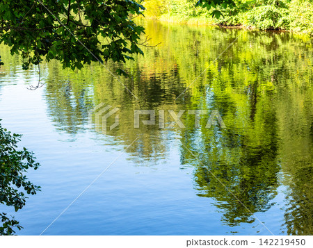 green maple twigs and surface of water pond green maple twigs and surface of water pond 142219450