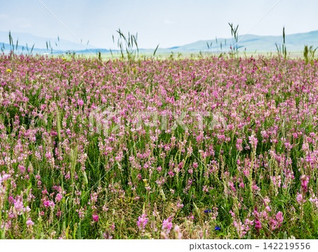 pink sainfoin flowers at field in Armenia pink sainfoin flowers at field in Armenia 142219556