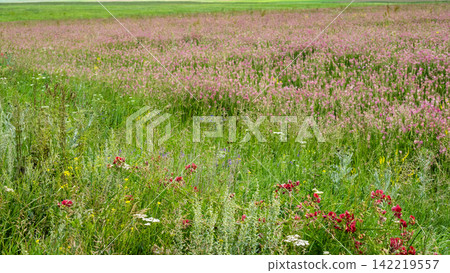 panoramic view of fabaceae field in Armenia panoramic view of fabaceae field in Armenia 142219557