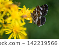 Mottled butterfly in the field 142219566