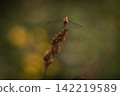 A dragonfly on the grass in the wind 142219589