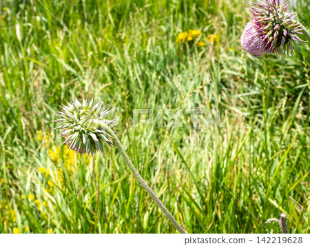 wild thistle close-up on green mountain meadow wild thistle close-up on green mountain meadow 142219628