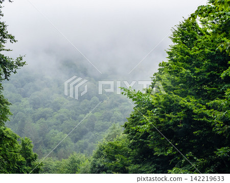 wet grey cloud lies on slope of forested mountain 142219633